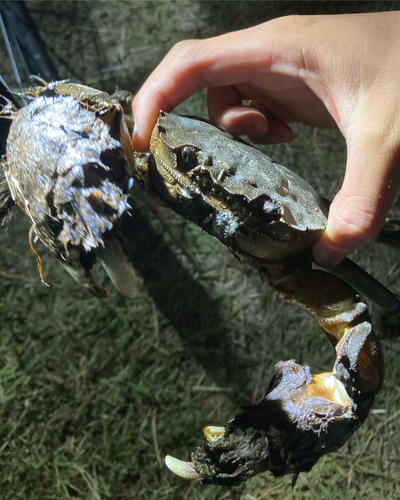 モクズガニの釣果