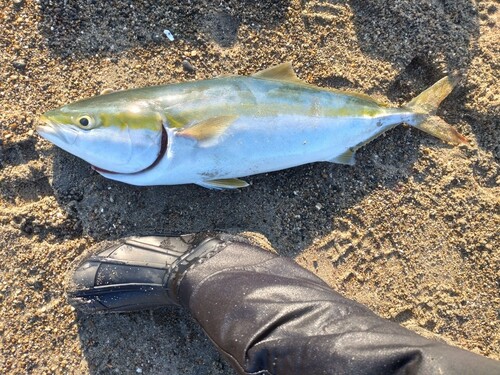 メジロの釣果