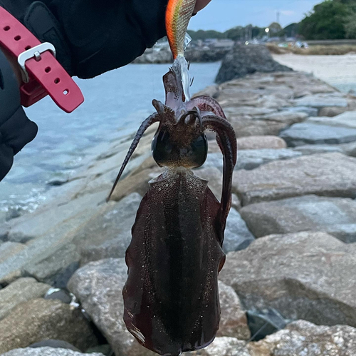 アオリイカの釣果