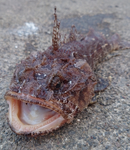 ケムシカジカの釣果