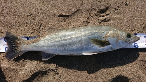 スズキの釣果