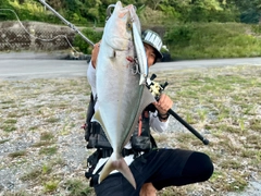 カンパチの釣果