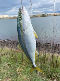 イナダの釣果