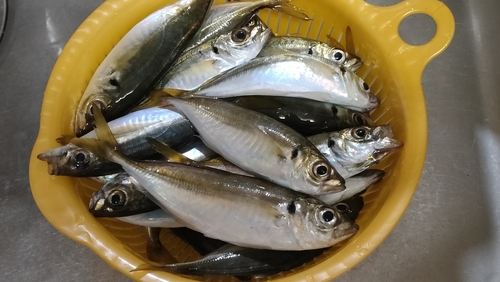 アジの釣果