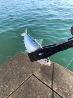 サッパの釣果