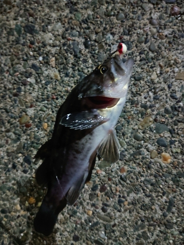 ソイの釣果