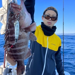 マハタの釣果