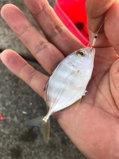 チンチンの釣果