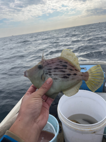 カワハギの釣果