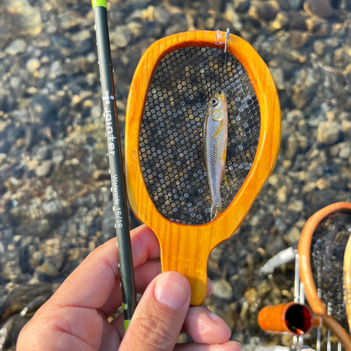 カワムツの釣果