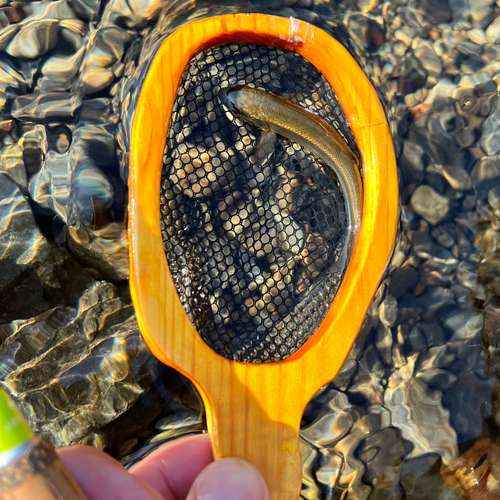 カワムツの釣果