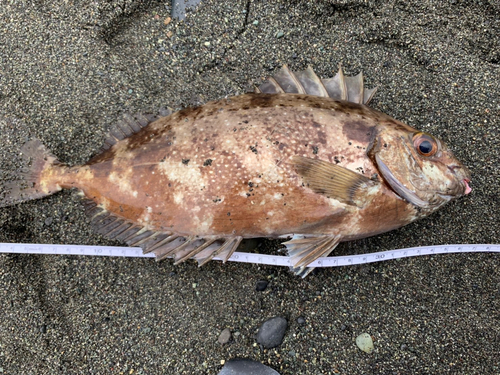 アイゴの釣果