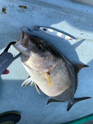 カンパチの釣果