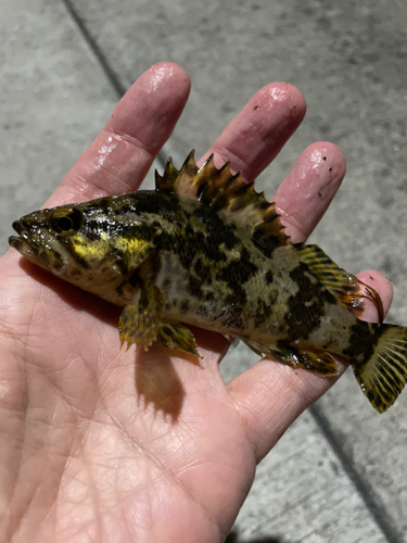 タケノコメバルの釣果