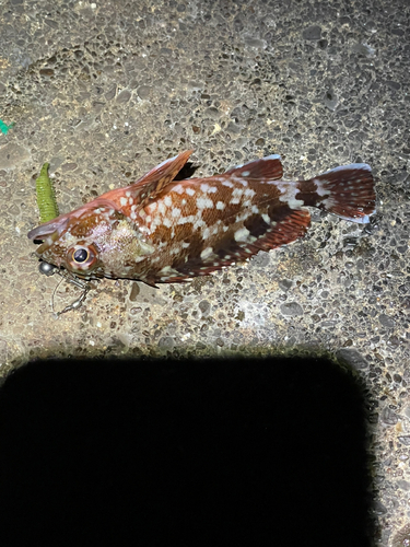 カサゴの釣果