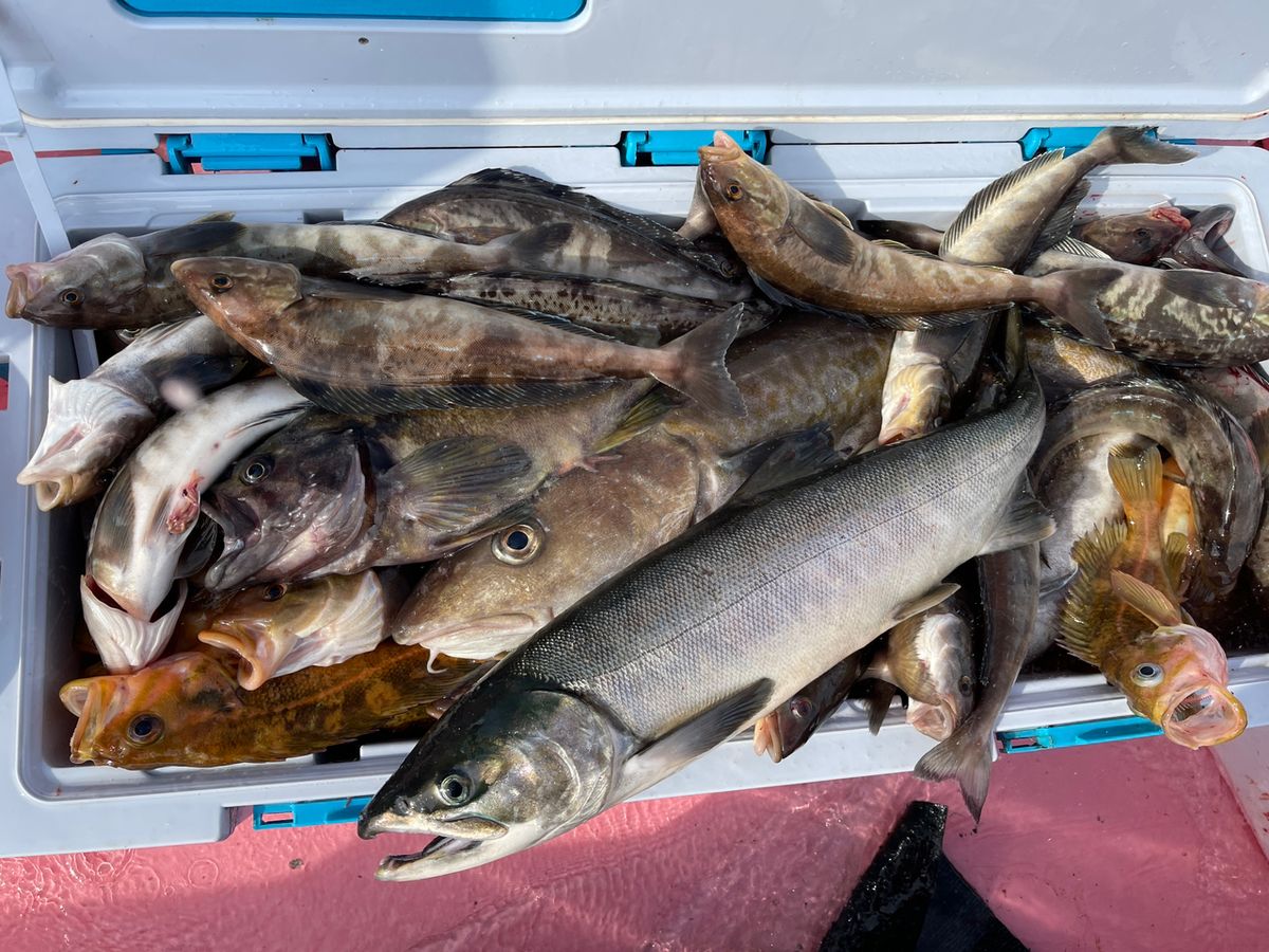 釣り馬鹿オヤジさんの釣果 1枚目の画像