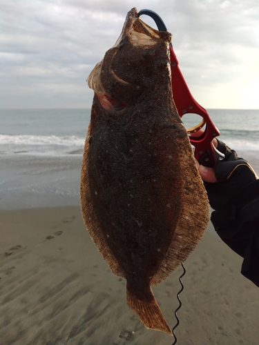 ソゲの釣果