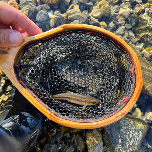 カワムツの釣果