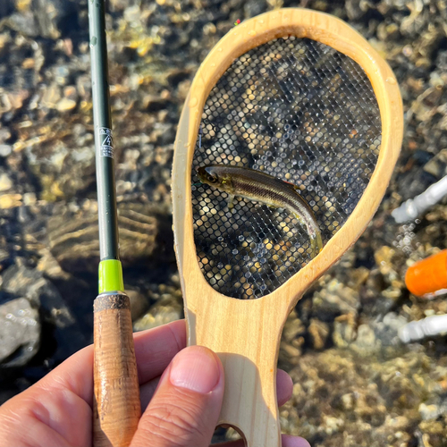 カワムツの釣果