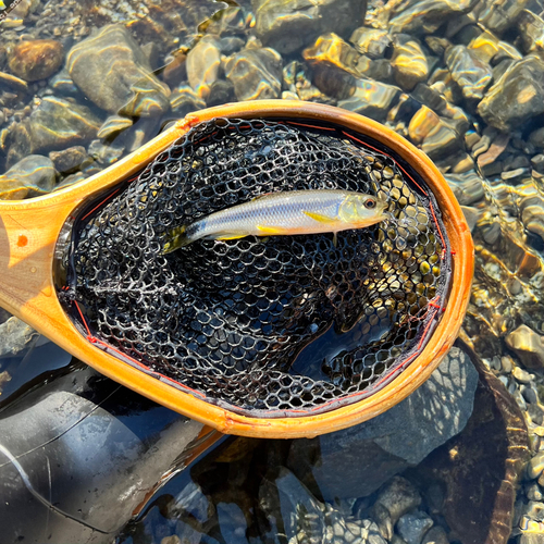 カワムツの釣果