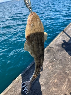 マゴチの釣果