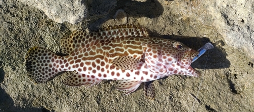 イシミーバイの釣果