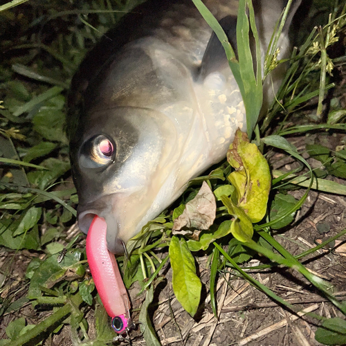 ヘラブナの釣果