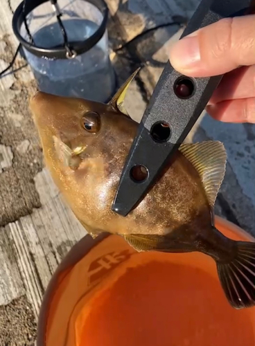 カワハギの釣果