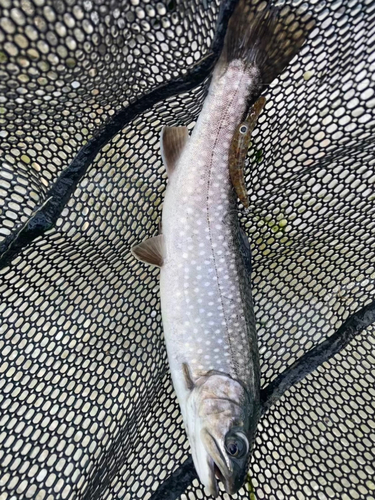 イワナの釣果