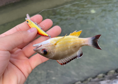 オキフエダイの釣果