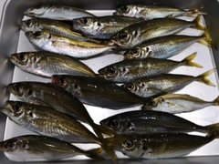 アジの釣果