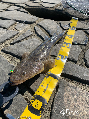 マゴチの釣果