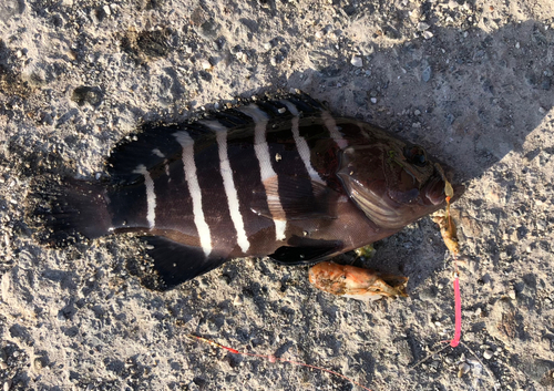 マハタモドキの釣果