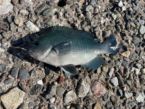 メジナの釣果