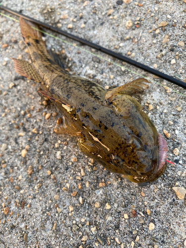 マハゼの釣果