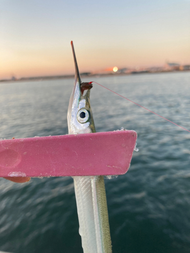 サヨリの釣果