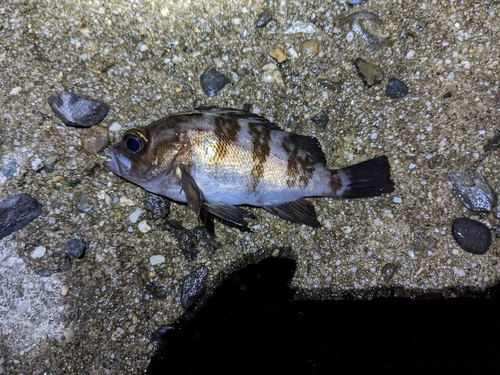 シロメバルの釣果