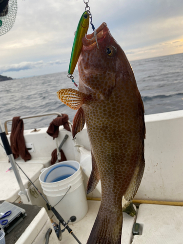 オオモンハタの釣果