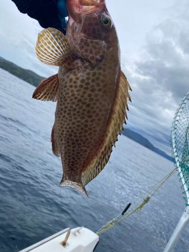 オオモンハタの釣果