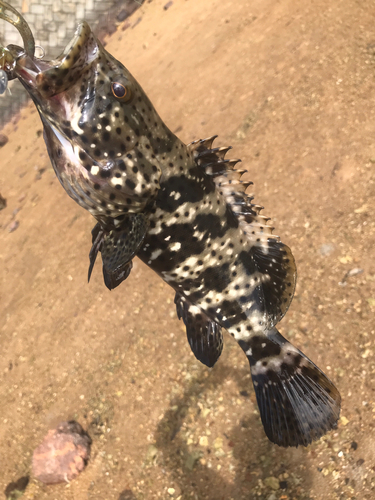 ヤイトハタの釣果