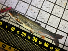 ウグイの釣果