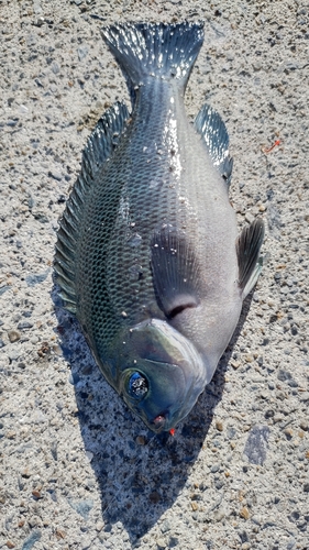 メジナの釣果