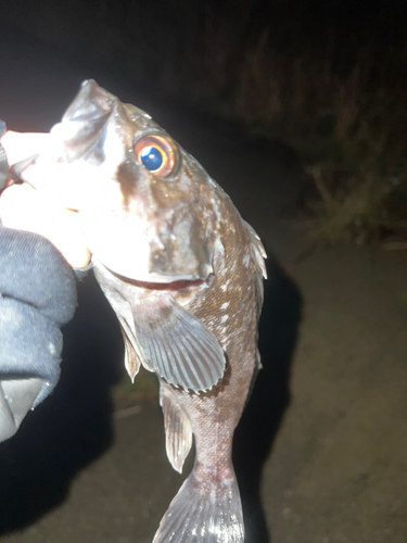 クロソイの釣果