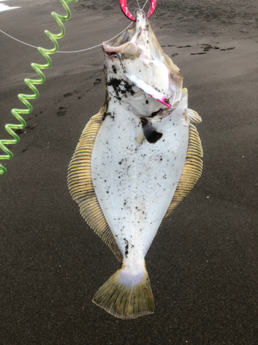 ヒラメの釣果