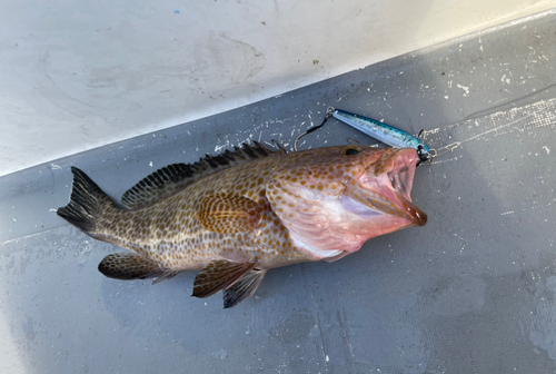 オオモンハタの釣果