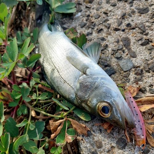 スズキの釣果