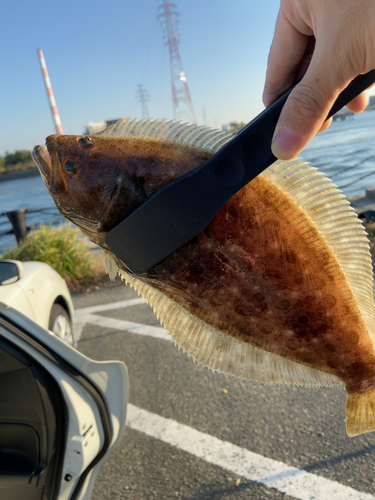 ヒラメの釣果