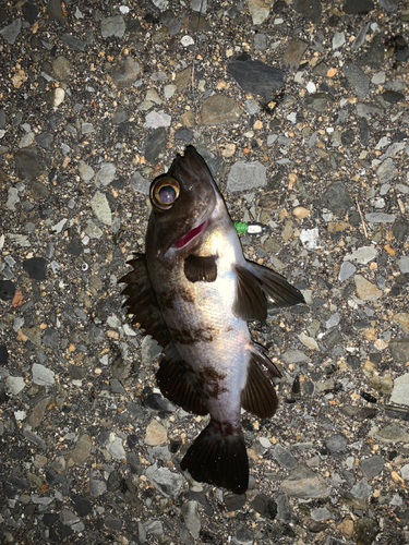 メバルの釣果