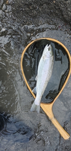 ニジマスの釣果