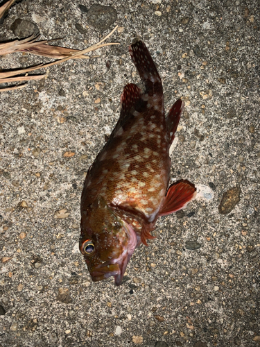 アラカブの釣果